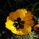 Hesperantha vaginata 5 PCS Seeds