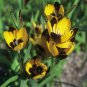 Hesperantha vaginata 5 PCS Seeds