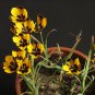 Hesperantha vaginata 5 PCS Seeds