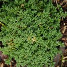Herniaria Glabra Herb Green Carpet 200 PCS Seeds Herniaria Glabra Herb Green Carpet 200 PCS Seeds
