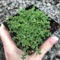 Herniaria Glabra Herb Green Carpet 200 PCS Seeds