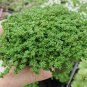 Herniaria Glabra Herb Green Carpet 200 PCS Seeds