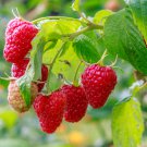 Heritage Raspberry Garden 100 PCS Seeds