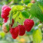 Heritage Raspberry Garden 100 PCS Seeds