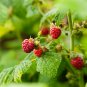 Heritage Raspberry Garden 100 PCS Seeds