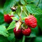 Heritage Raspberry Garden 100 PCS Seeds