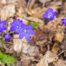 Hepatica Nolilis Bonsai Flower Beautiful Watch Plants 100 PCS Seeds