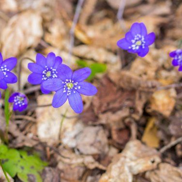 Hepatica Nolilis Bonsai Flower Beautiful Watch Plants 100 PCS Seeds