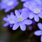 Hepatica Nolilis Bonsai Flower Beautiful Watch Plants 100 PCS Seeds
