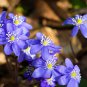 Hepatica Nolilis Bonsai Flower Beautiful Watch Plants 100 PCS Seeds