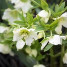 Helleborus thibetanus Flower 50 PCS Seeds