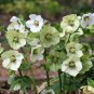 Helleborus thibetanus Flower 50 PCS Seeds