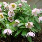 Helleborus thibetanus Flower 50 PCS Seeds