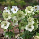 Helleborus (Christmas Rose) Novelty Plant 100 PCS Seeds