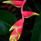 Heliconia Bonsai 100 PCS Seeds