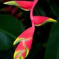 Heliconia Bonsai 100 PCS Seeds