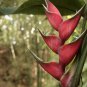 Heliconia Bonsai 100 PCS Seeds