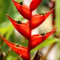 Heliconia Bonsai 100 PCS Seeds