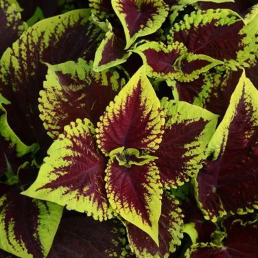 Heishe Series Coleus Black Leaves with Green Serrated Edges 100 PCS Seeds