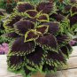 Heishe Series Coleus Black Leaves with Green Serrated Edges 100 PCS Seeds
