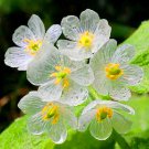 Heirloom Skeleton Flowers 200 PCS Seeds