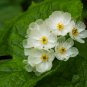 Heirloom Skeleton Flowers 200 PCS Seeds