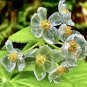Heirloom Skeleton Flowers 200 PCS Seeds