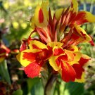 Heirloom Canna Lily Red Flowers with Golden Edge 15 PCS Seeds Heirloom Canna Lily Red Flowers with Golden Edge 15 PCS Seeds