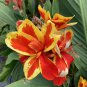 Heirloom Canna Lily Red Flowers with Golden Edge 15 PCS Seeds