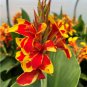 Heirloom Canna Lily Red Flowers with Golden Edge 15 PCS Seeds