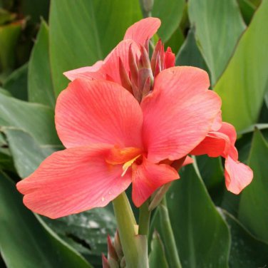 Heirloom Canna Lily Pink & Redish Orange Blooms with Green Leaves 20 PCS Seeds