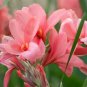 Heirloom Canna Lily Pink & Redish Orange Blooms with Green Leaves 20 PCS Seeds