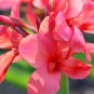 Heirloom Canna Lily Pink & Redish Orange Blooms with Green Leaves 20 PCS Seeds