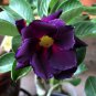 Heirloom Adenium Desert Rose with Blackish Purple and Light 5 PCS Seeds