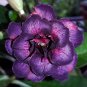 Heirloom Adenium Desert Rose with Blackish Purple and Light 5 PCS Seeds