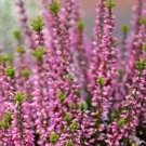 Heather Groundcover Plant 20 PCS Seeds Heather Groundcover Plant 20 PCS Seeds