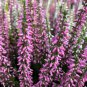 Heather Groundcover Plant 20 PCS Seeds