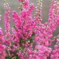 Heather Groundcover Plant 20 PCS Seeds