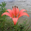 Lilium philadelphicum 10 PCS Seeds