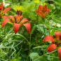 Lilium philadelphicum 10 PCS Seeds