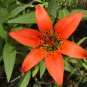 Lilium philadelphicum 10 PCS Seeds