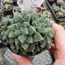 Haworthia Mix Fresh 10 PCS Seeds Haworthia Mix Fresh 10 PCS Seeds