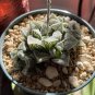 Haworthia Mix Fresh 10 PCS Seeds