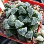 Haworthia Mix Fresh 10 PCS Seeds