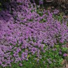 Light Purple Creeping Thyme 100 PCS Seeds