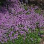 Light Purple Creeping Thyme 100 PCS Seeds