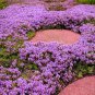 Light Purple Creeping Thyme 100 PCS Seeds