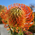 Leucospermum 6 PCS Seeds