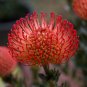 Leucospermum 6 PCS Seeds