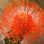 Leucospermum 6 PCS Seeds